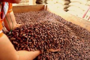 Wholesale sweet: Cacao Organic Beans,Nibs (Theobroma Cacao)