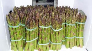 Wholesale uses of iron stand: Asparagus Green Good Price High Quality Fresh Peru