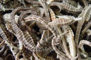 Wholesale seahorse: Dried Sea Horses & Dried Sea Cucumber