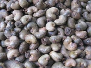 Wholesale africa: Raw Cashew Nuts
