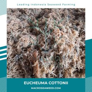 Wholesale Dried Food: Eucheuma Cottonii Kappaphycus Alvarezii Dried Seaweed