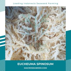 Wholesale dried eucheuma: Eucheuma Spinosum Denticulatum Dried Seaweed