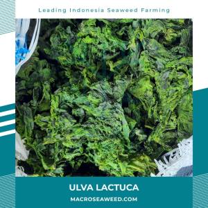 Wholesale seaweed food: Ulva Lactuca Seaweed
