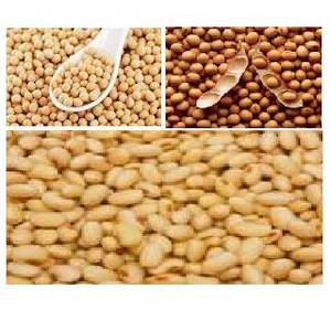 Wholesale beans: Soya Beans