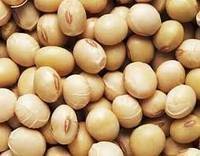 Wholesale soybean meal: Soybean Meal