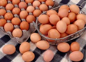 Wholesale paper box: Fresh White and Brown Chicken Eggs. Fast Delivery. Best Price!!!