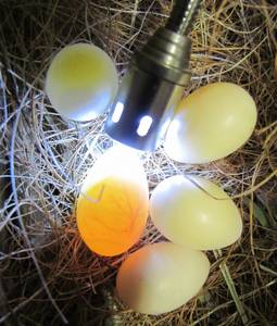 Wholesale gold umbrella: Fertilized Eggs for Hatching, Exotic Birds
