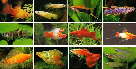 live ornamental tropical livebearer fish id 6840493
