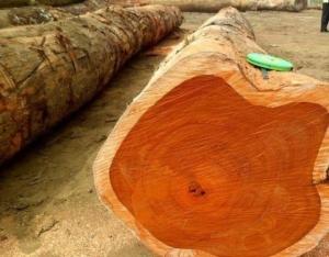 Wholesale kosso: Round Timber Logs 500mm-600mm
