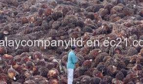 Wholesale accounting: Crude Palm Oil Cpo