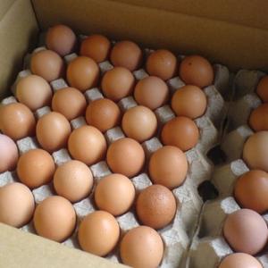 Wholesale Eggs: Fertile Ostrich Eggs
