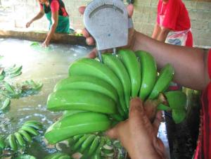 Wholesale seasoning: Cavendish Banana