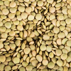 Wholesale lentil: Good Quality Lentils