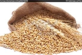 Wholesale grain products: Wheat Grain