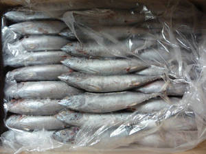 Wholesale fish: Fish