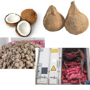 Wholesale water filter: Fresh Mature Coconut