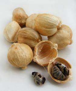Wholesale kapulaga: Java Cardamom