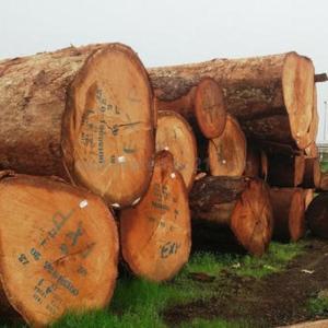 Wholesale timber: Bubinga, Zingana Timber Logs