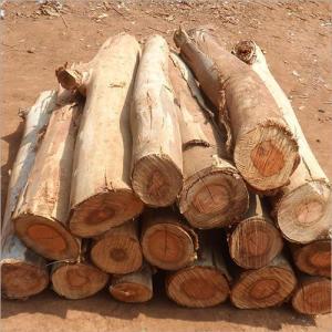 Wholesale blocks: Doussie Logs/ Tali / Azobe / Rosewood / Pine Logs