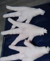 Wholesale chicken breast fillet: Chicken Paws for Sale