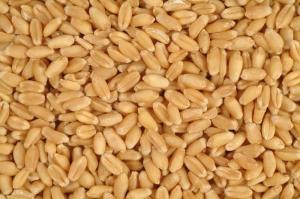 Wholesale Wheat: Wheat
