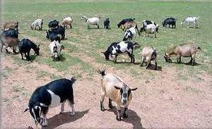 Wholesale pregnant: Boer Goat for Sale