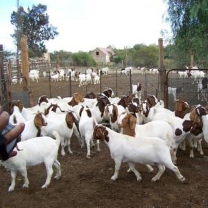 Wholesale live boer goats: Saanen,Nubian, Kalahari, Nigerian Dwarf, Pygmy, Alpine, LaMancha, Toggenburg and Boer