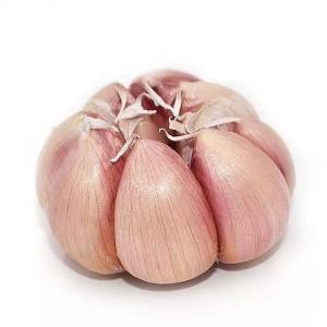 Wholesale white garlic: Black Garlic Fresh Garlic Offer Different Garlic Packaging Fresh Garlic with Good Price