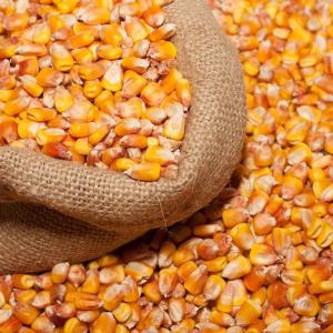 Wholesale maize: Yellow Corn