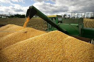 Wholesale ip: Non-GomPoultry Feed Corn Gluten Feed