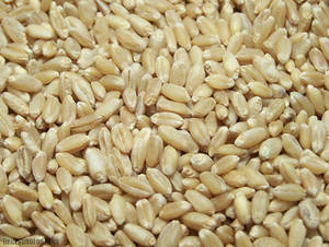 Wholesale Wheat: Wheat Grain
