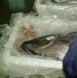 Wholesale Fish: Fresh Tuna
