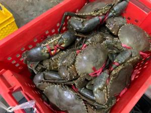 Wholesale mud: Live Mud Crabs (Scylla Serata)