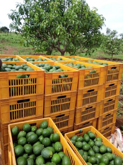 Sell south Africa Avocados for sale