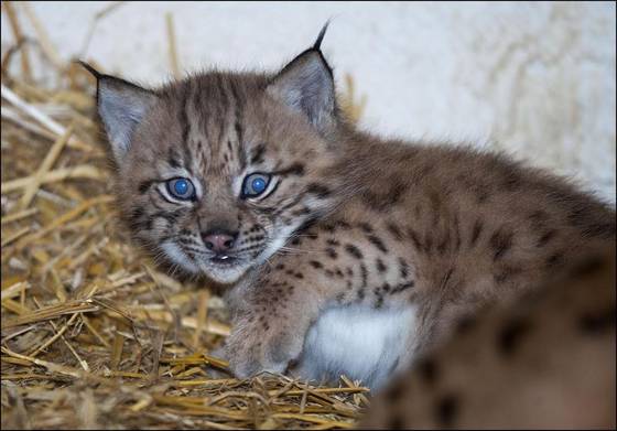 lynx kittens for sale near me