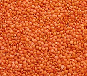 Wholesale lentil: Top Quality Lentils (Red, Green, Brown, Yellow, Black)