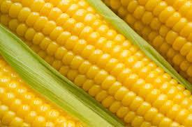 Wholesale maize: Yellow Maize Seeds