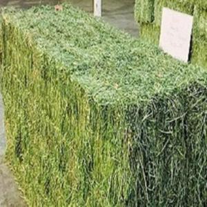 Wholesale alfalfa hay bales: Alfalfa Hay Non-GMO.