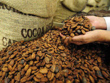 Wholesale Cocoa Beans: Cocoa Beans for Sale