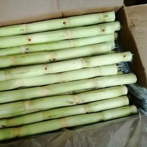 Wholesale sucrose: Frozen Sugarcane (WHATSAPP:+847392071)