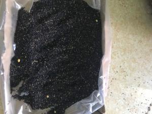 Wholesale seeds: Black Sesame Seeds (WHATSAPP:+84397392071)