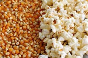 Wholesale 13kg: Popcorn Seed