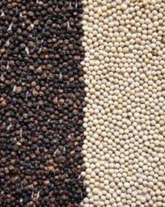 Wholesale spices: Quality Black and White Pepper for Sale