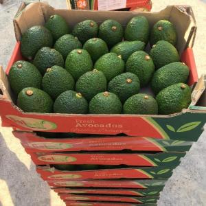 Wholesale fuertes avocado: Fresh Avocado / Hass Avocado/Fuerte Avocado
