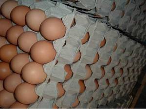 Wholesale diet: Fresh Brown Chicken Eggs