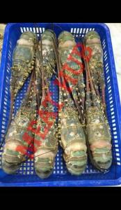 Wholesale Dried Food: Lobster