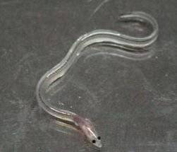 Image result for glass eel