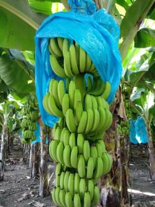 Wholesale food packing: Banana