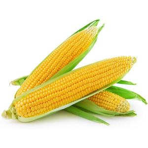 Wholesale c: Frozen Sweet Corn