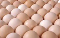 Sell Fresh white shell chicken table eggs